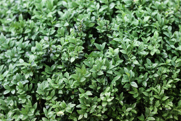 Texture of beautiful green tree fence