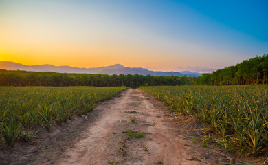 Fototapeta na wymiar Pineapple field with mountain in sunset time.