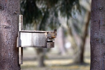 The red squirrel gnaws nuts in a feeding trough