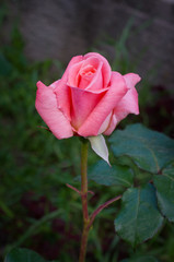 Pink Hybrid Tea rose