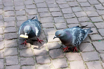 Two Pigeons on the Street