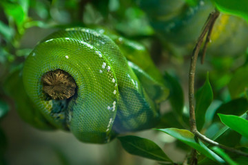 Green tree python (Morelia viridis).
