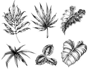 Various leaves hand drawing