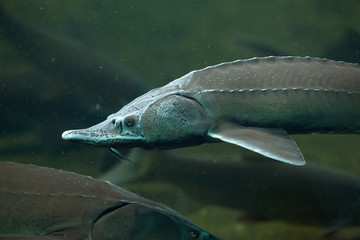 Siberian sturgeon (Acipenser baerii).