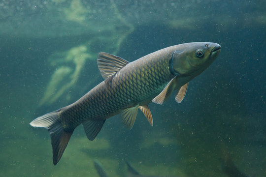 Fototapeta Grass carp (Ctenopharyngodon idella).