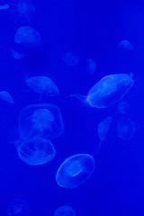 Naklejka na ściany i meble Moon jellyfish (Aurelia aurita).