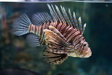 Red lionfish (Pterois volitans).