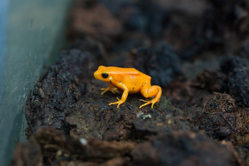 Golden mantella (Mantella aurantiaca).