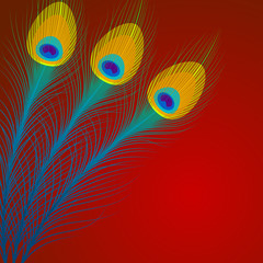 Vector peacock feathers on red background.