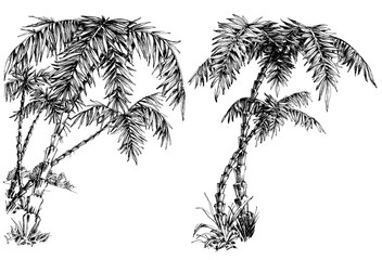 Naklejka premium Palm trees isolated