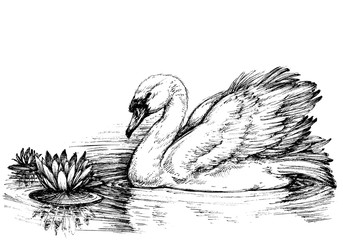 Fototapeta premium Swan on lake, lotus flowers sketch