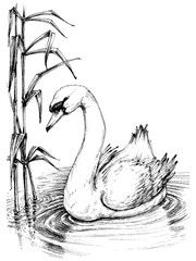 Fototapeta premium Swan on lake sketch