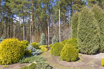 Obraz premium garden design with variety of conifer plants