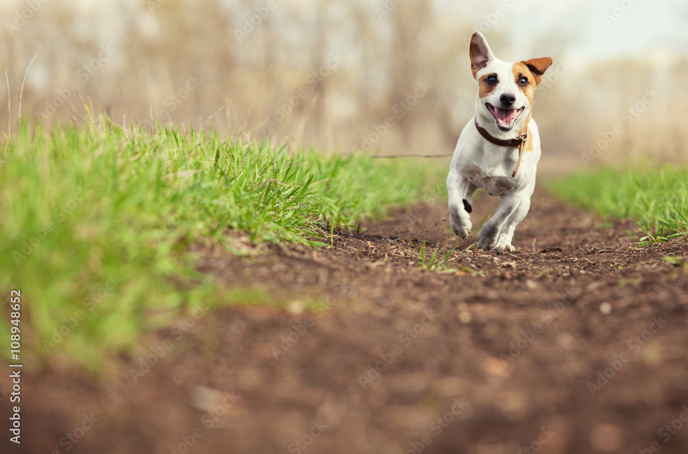 Wall mural running dog at summer