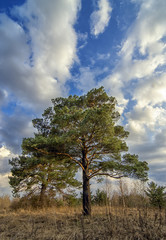 pine under the blue cloudy sky