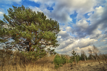 Obraz premium pine under the blue cloudy sky