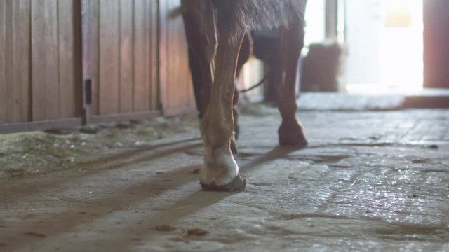 Footage of horse's legs walking through stable. Shot on RED Cinema Camera.