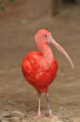 ショウジョウトキ