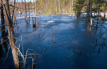 melting snow in forest in early spring