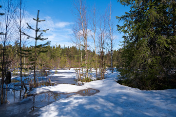 Snowy  spring landscape
