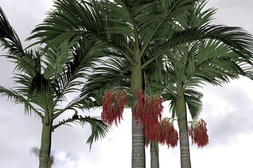Palm Tree Alexander Alexanderpalme Archontophoenix alexandrae. Nice 3D Rendering
- 108950203