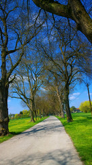 Fototapeta na wymiar Country alley flanked by high trees