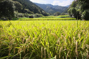 豊作を迎えた里山