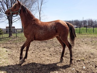 Arabian Horse