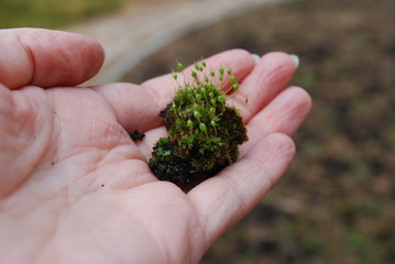 Hand holding ground with Bartramia pomiformis moss (the common apple-moss). It is a species of moss in the Bartramiaceae family. 
