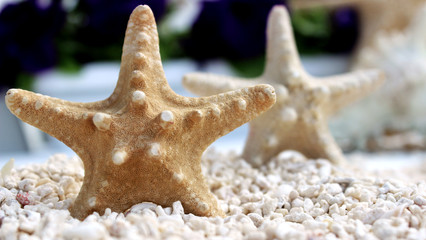 Sea stars at the white sand on the beach