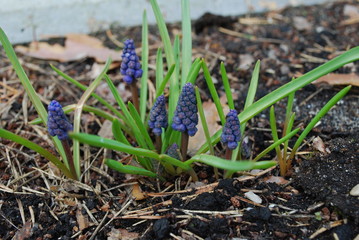 Muscari bud. A few days before flowering. Springtime.