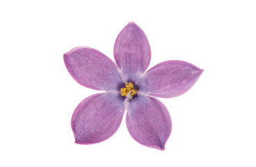 Obraz premium lilac flower isolated