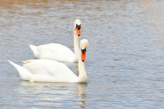 mein lieber schwan...