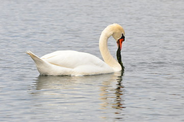 mein lieber schwan...