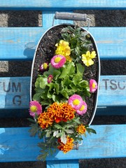 Bunte Frühlingsblumen in einer Pflanzschale aus glänzendem Blech bei Sonnenschein auf einer...