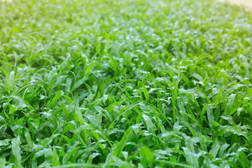 green grass turf garden in morning