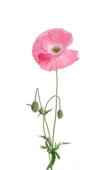 Wall murals Poppy single pink poppy isolated on white