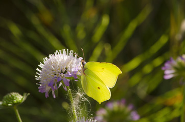 Butterfly on a flower.