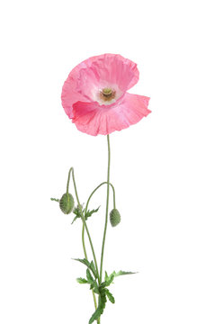 single pink poppy isolated on white