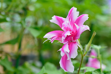 伝統の朝顔＠国立歴史民俗博物館