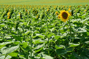 Sunflower field