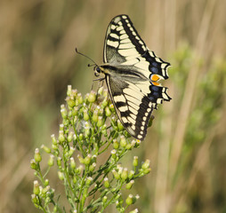 Butterfly on a blade.