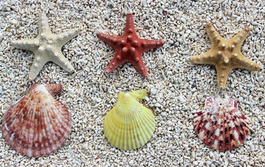 Starfish and seashells at the beach