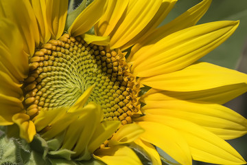 Young Sunflower, close-up