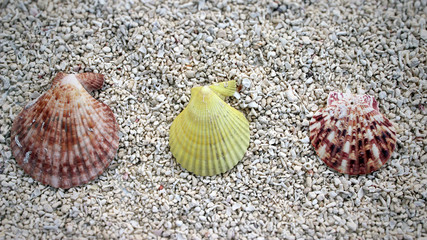 Seashells on sand at the beach