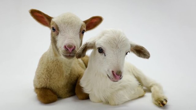two little sheep on a white screen
