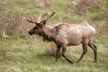 Bull elk and his herd in rocky mountian national park