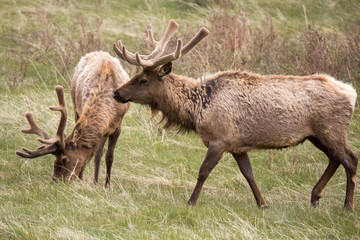 Bull elk and his herd in rocky mountian national park