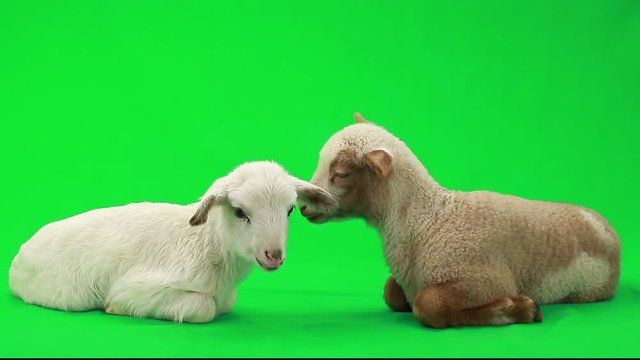 two little sheep on a green screen