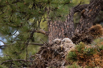 Great Horned Owlet in nest spring rocky mountain national park